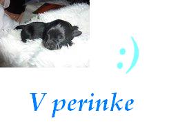v perinke.jpg