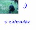 v záhradke.jpg
